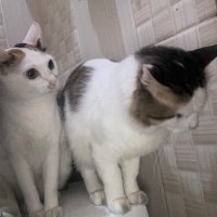 absolutelyeuy (@absolutelyeuyy) 's Twitter Profile