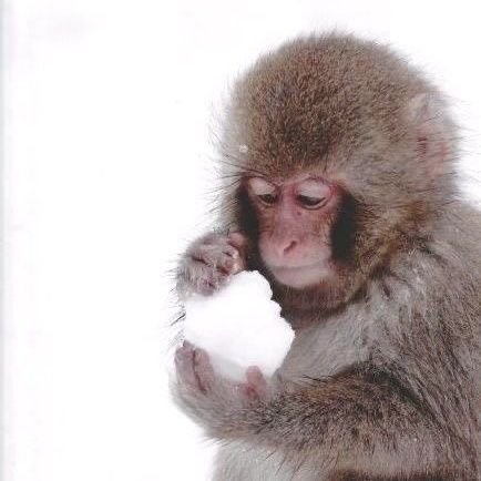 suaveeecaricia's profile picture. baby japanese macaque as soft as a cloud ☁️