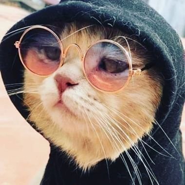 sumShetty_dev's profile picture. 21, Developer,tech nerd
