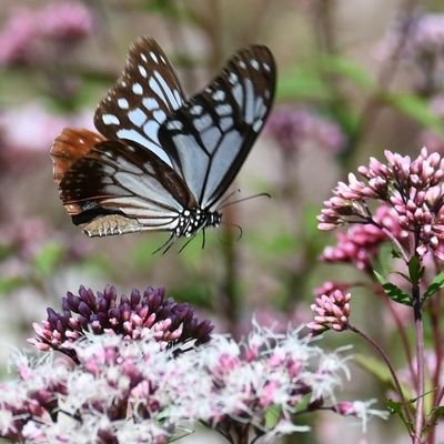 minminnoidole's profile picture. 名古屋周辺で撮可アイドルや被写体モデルの写真を撮る一眼カメラ初心者。ご本人による写真の2次利用可能。他に趣味的写真が混ざります。