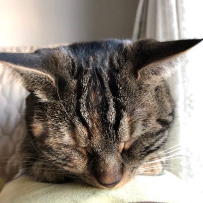 arrow2407's profile picture. ポケモンと一緒に生きていきたい