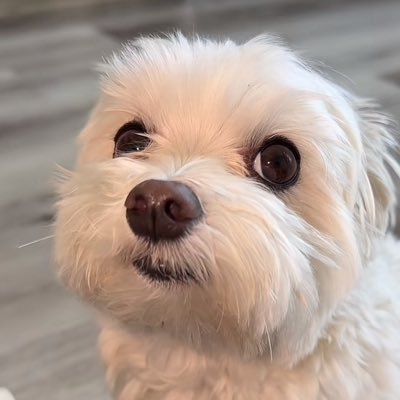 Argento3D's profile picture. Game Designer & 3D Builder | Discord: argento3d
https://t.co/cAa8NKAgxy