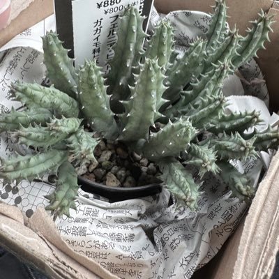 nana1010094's profile picture. サボテン・アサガオ・ガガイモ・アガベが好きです