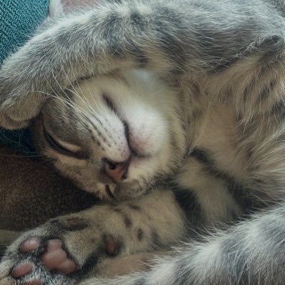 Tinabobagain's profile picture. 🏴󠁧󠁢󠁥󠁮󠁧󠁿 ☀️ 🌒 🌳 🐾 🌱 ♀ 🥗 Animal Rescuer.