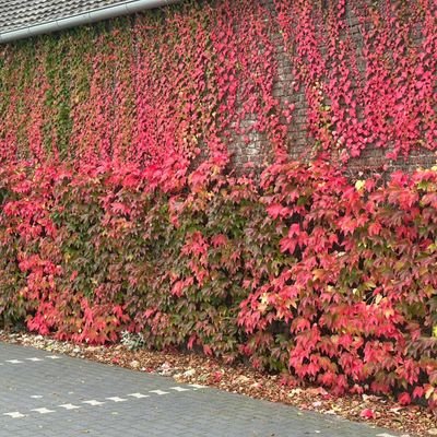 Brinkma71830385's profile picture. 