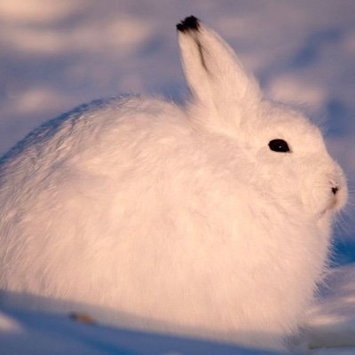 rosikoehler's profile picture. AIイラスト| 日常風景の女の子を中心に投稿しています | 毎日1枚以上投稿 | 2024年10月から投稿開始 | フォロー＆コメント&いいね喜びます|可愛いイラストが好きな方はぜひフォローをお願いします！ #AIイラスト好きと繋がりたい