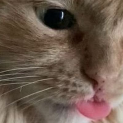 bercemaycicek's profile picture.
