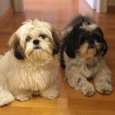 alejandroaamore's profile picture. El futuro pertenece a aquellos que creen en la belleza de sus sueños