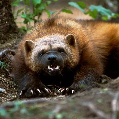 ragnet8's profile picture. проказник