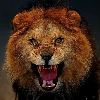 Chris_1791's profile picture. Roman Catholic. Pro-Life, adoption (People & animals) No-kill animal shelter. LEOs, 🇮🇱, US Military, MAGA/MAHA.

❤  Cats, Dogs & Animals. USA First 🇺🇸