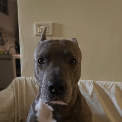 DAghamehdi's profile picture. Gomining fanatik😎🥳