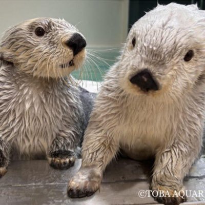 BtlzGl1Zjf55188's profile picture. 鳥羽水族館のキラちゃん🦦メイちゃん🦦24時間YouTubeで毎日笑顔をもらってます💕というか生き物に感謝しかない大切すぎる存在です🌏🙏