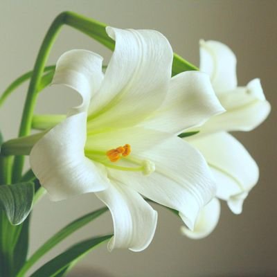 TVVEditorRaviKr's profile picture. 