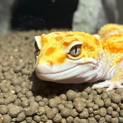 キノ