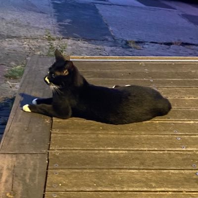 namatamago369's profile picture. 03 / フォロバ100