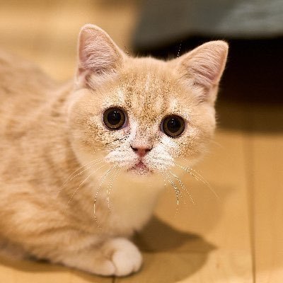 meiriko2000's profile picture. 