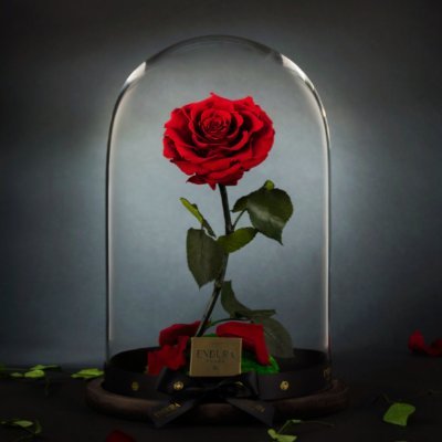 Curseddovakiin's profile picture. Quit lying.