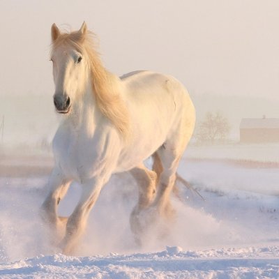 JulienChan46424's profile picture. Je ne peux me résigner à voir la France s'effondrer inexorablement et à me farcir des gauchistes à tous les postes clés de l'état alors qu'ils ne pèsent rien.