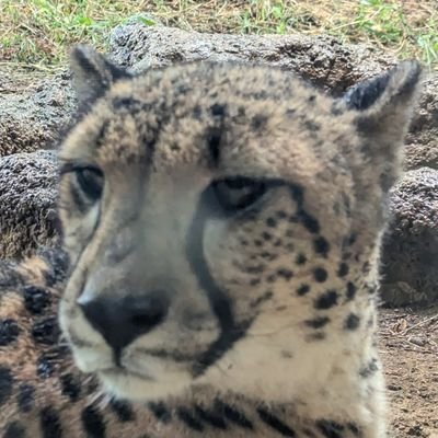 Flip_me_Laurel's profile picture. ぴりぴりウィンクス