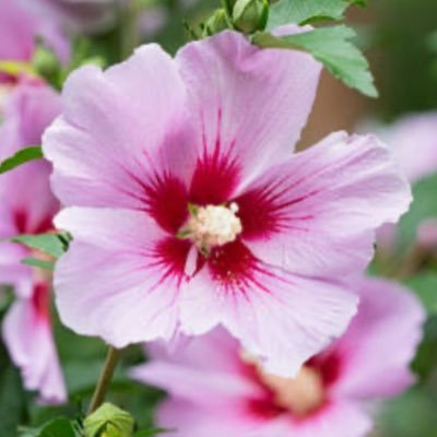 Mugunghwaa0's profile picture. ⚫️🌸 BLACKPINK⚫️🌸 AHOF ⚫️🌸 CORTIS ⚫️🌸