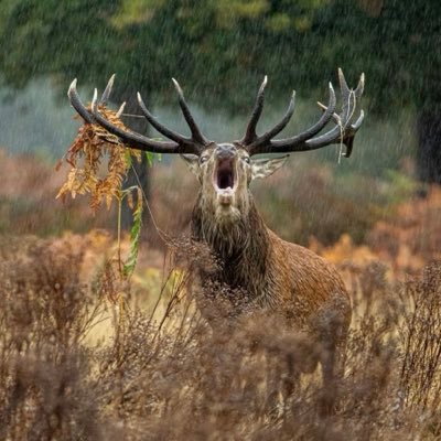 TheWildEarth's profile picture. Where nature speaks and the wild listens. 🐾 Capturing life in its raw, untamed form. 🌿.