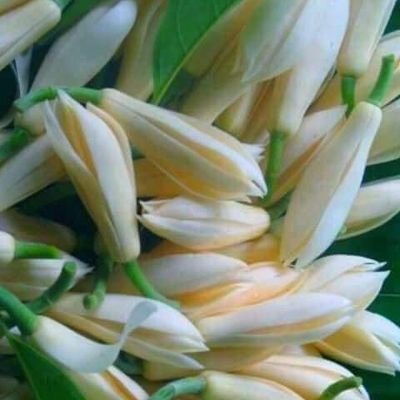 UAye30447244's profile picture. YanGon