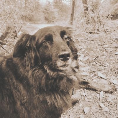 Daniel12573760's profile picture. Born in the anden, grow in the street, native American-European  😉🤗🕉️🙏 I am not your Clown, I am more the kind of joker that take kings down #zippytripi