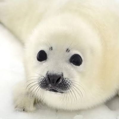 Corzon11's profile picture. 24 anos | 🇧🇷 / 🇺🇸 | Entusiasta de coquinha | Doente que se tortura em gacha | Fã de metal gear | Jogo FFXIV em diabolos | INTP | Assista Bocchi the Rock