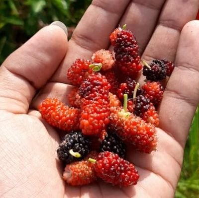 restack__'s profile picture. Fanding like twilight