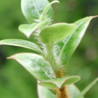 kemona_desu's profile picture. ブロック推奨😤