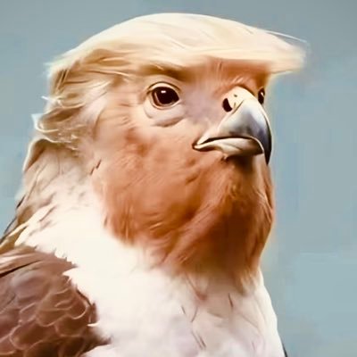 XNC229199761949's profile picture. 