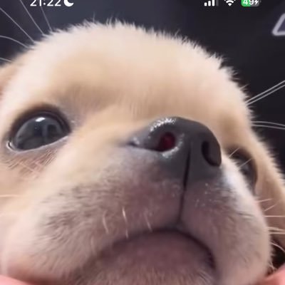 dongjuloveu's profile picture. 