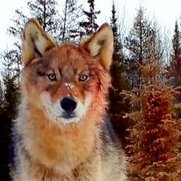 laikafag's profile picture. furreak BUT 18+ BECAUSE I HATE CHILDREN