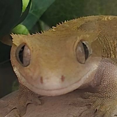 dbernvud's profile picture. #белціў

Тэрарыумістыка, прырода, жывёлы, ныццё 🫠