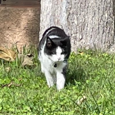 Pollodelmistral's profile picture. 