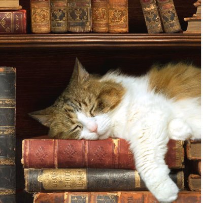 viennarrrrr's profile picture. 唯讀書與美食不可辜負

My tweets are my own Retweets ≠ endorsements