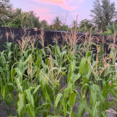 stevemaldives's profile picture. Victim of political interference #HalaMadrid