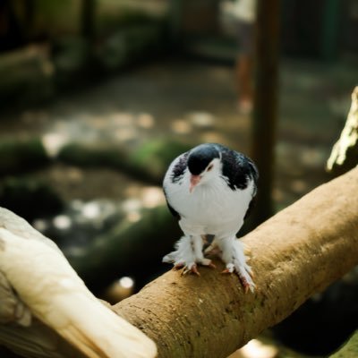 hazimann's profile picture. 