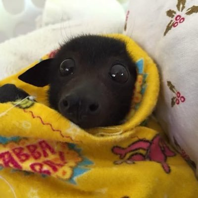 _10h10m's profile picture. ele/dele 🏳️‍⚧️ | história - ufg ★ | (˶˃ ᵕ ˂˶)