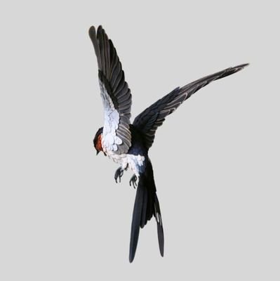 KitesRabbits's profile picture. 15, ger/eng  shedtwt |
Cringe and proud of it |
professional Apple enjoyer