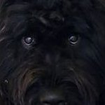 Alas Babylon (@jekiffevie) 's Twitter Profile