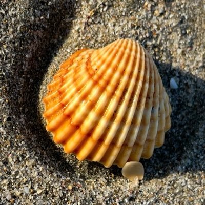 Peonza3's profile picture. Dispensar Afecto, Cuidado y Atención. 🏥. Nutrigenética. Somos lo q comemos… 🥑🧬🚦L’Alcalatén! 📍