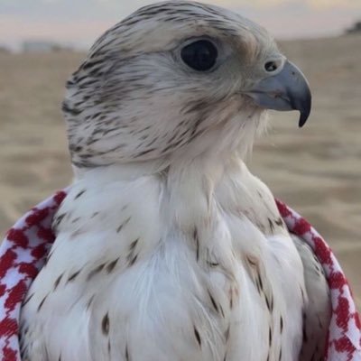 salem_jali's profile picture. Poet, Business Development Manager