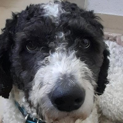Laraxxa123's profile picture. 