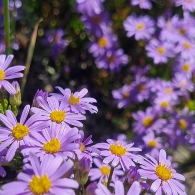 Aaisha_karolia's profile picture. 