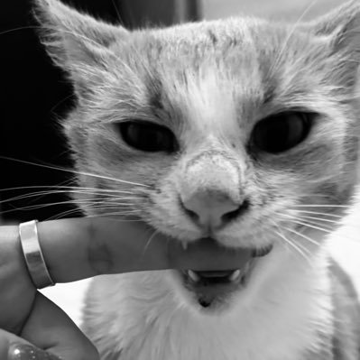 CatalinaAngh's profile picture. 