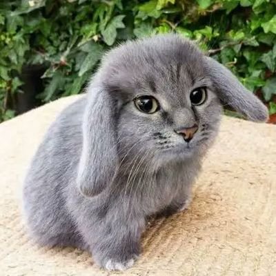 sensizolmaz055's profile picture. 