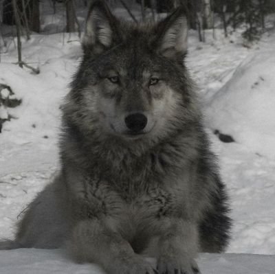 ziggyrim's profile picture.