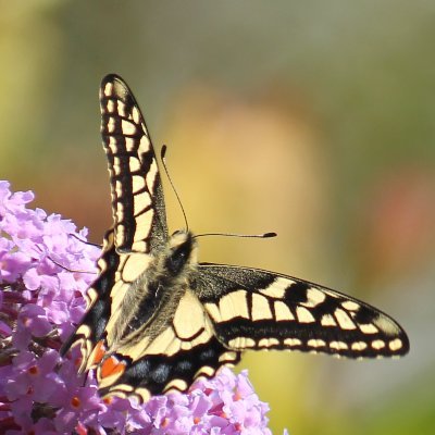 MadeinPerth1947's profile picture. Butterflies / Wildlife / Environment.  I love the Scottish Highlands. Occasionally political. Wish I cd cancel the For You TL.
#Mull #Hebrides