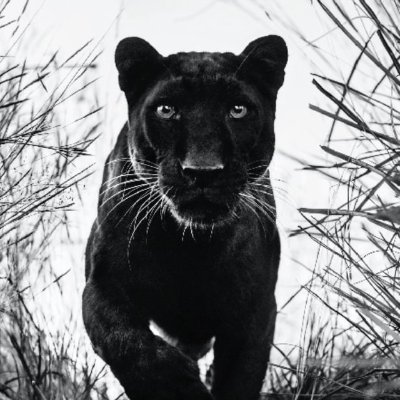 Panterra0x's profile picture. storytelling @neutron_org
